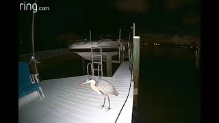 Hank Heron Caught Eating a Fish on Our Dock