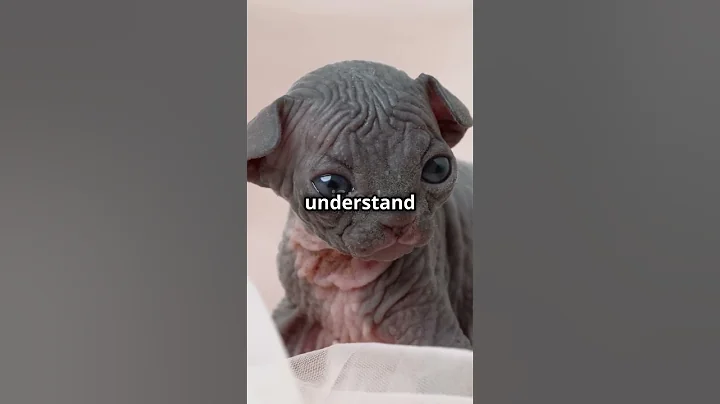 Watch the video about The Loving Guide to Sphynx Cats