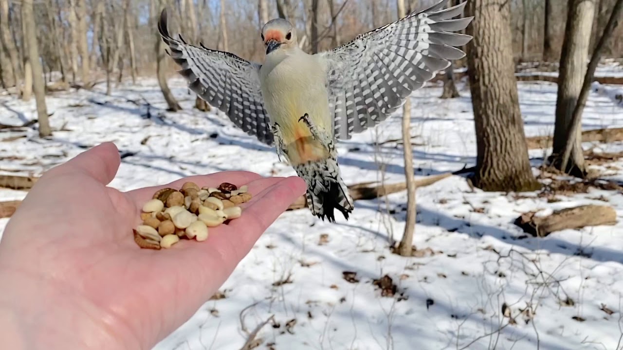 Hand-feeding Birds in Slow Mo - Red-bellied Woodpecker 