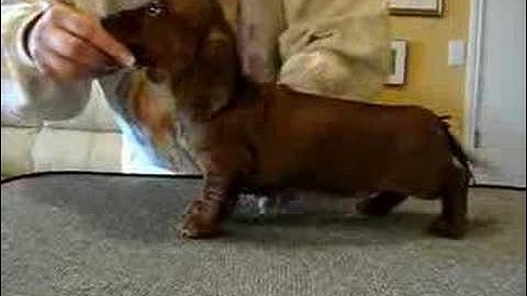 6 week old Dachshund learning to stack