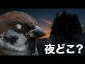 スズメが夜になると姿を消す、本当の理由が判明した