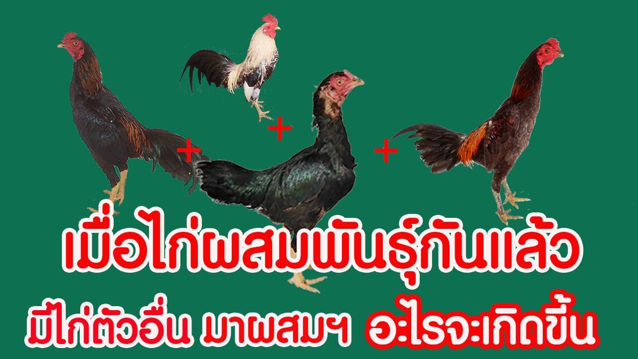 เมื่อไก่ผสมพันธุ์กันแล้ว มีไก่ตัวอื่นมาผสมฯ อะไรจะเกิดขึ้น #มาดูกัน#ครับ