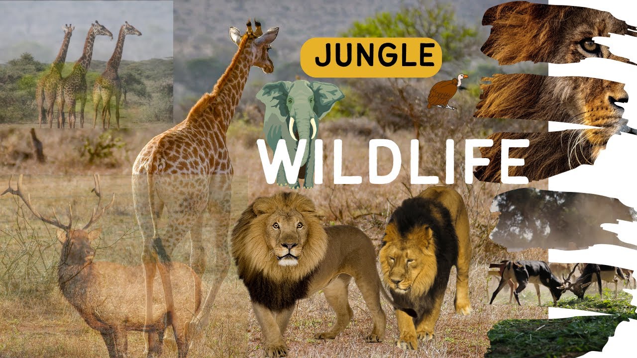 A Wildlife Adventure