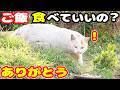 空腹な猫たちにご飯をあげると・・・さくらねこへのエサやり ちくわ君 武蔵君【視聴するだけでも猫たちに助けることになります】支援者様 視聴者様 猫たちに神のご加護を！野良猫の感動猫動画