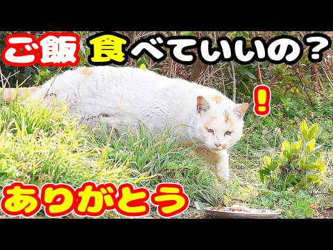 空腹な猫たちにご飯をあげると・・・さくらねこへのエサやり ちくわ君 武蔵君【視聴するだけでも猫たちに助けることになります】支援者様 視聴者様 猫たちに神のご加護を！野良猫の感動猫動画