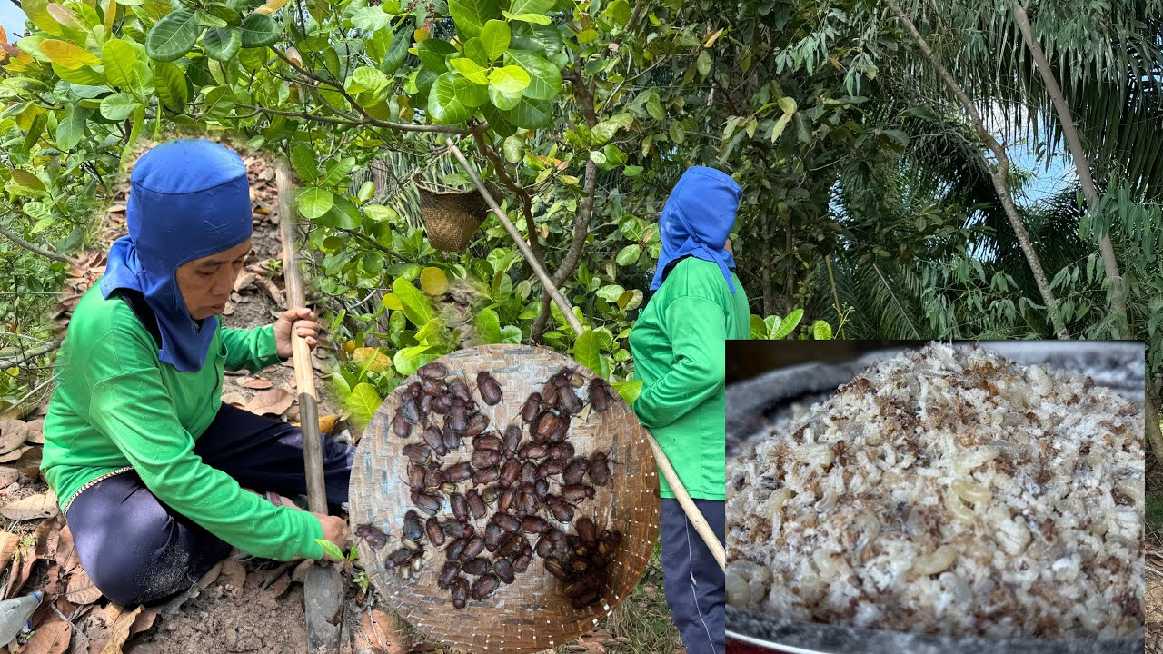 เข้าป่าบักม่วงหาแหย่ไข่มดแดงจุดจีนูน อาหารพื้นบ้านแสนอร่อย 6/3/69