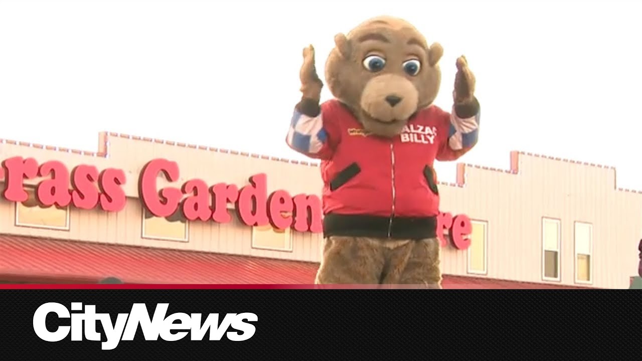 Balzac Billy sees his shadow, predicting 6 more weeks of winter