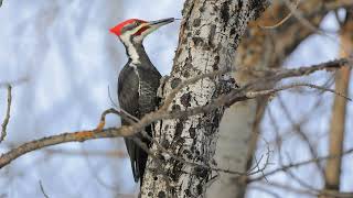 Sounds Of Nature - Pileated Woodpecker - Bird Sounds screenshot 4