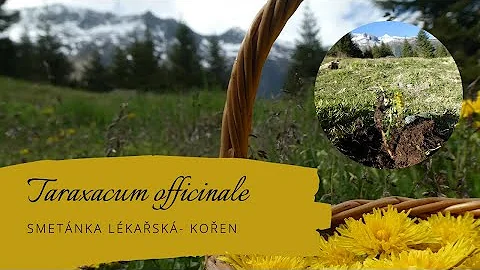 Jak použít kořen pampelišky?