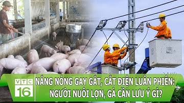 Nắng nóng gay gắt, cắt điện luân phiên: Người nuôi lợn, gà cần lưu ý gì? | VTC16