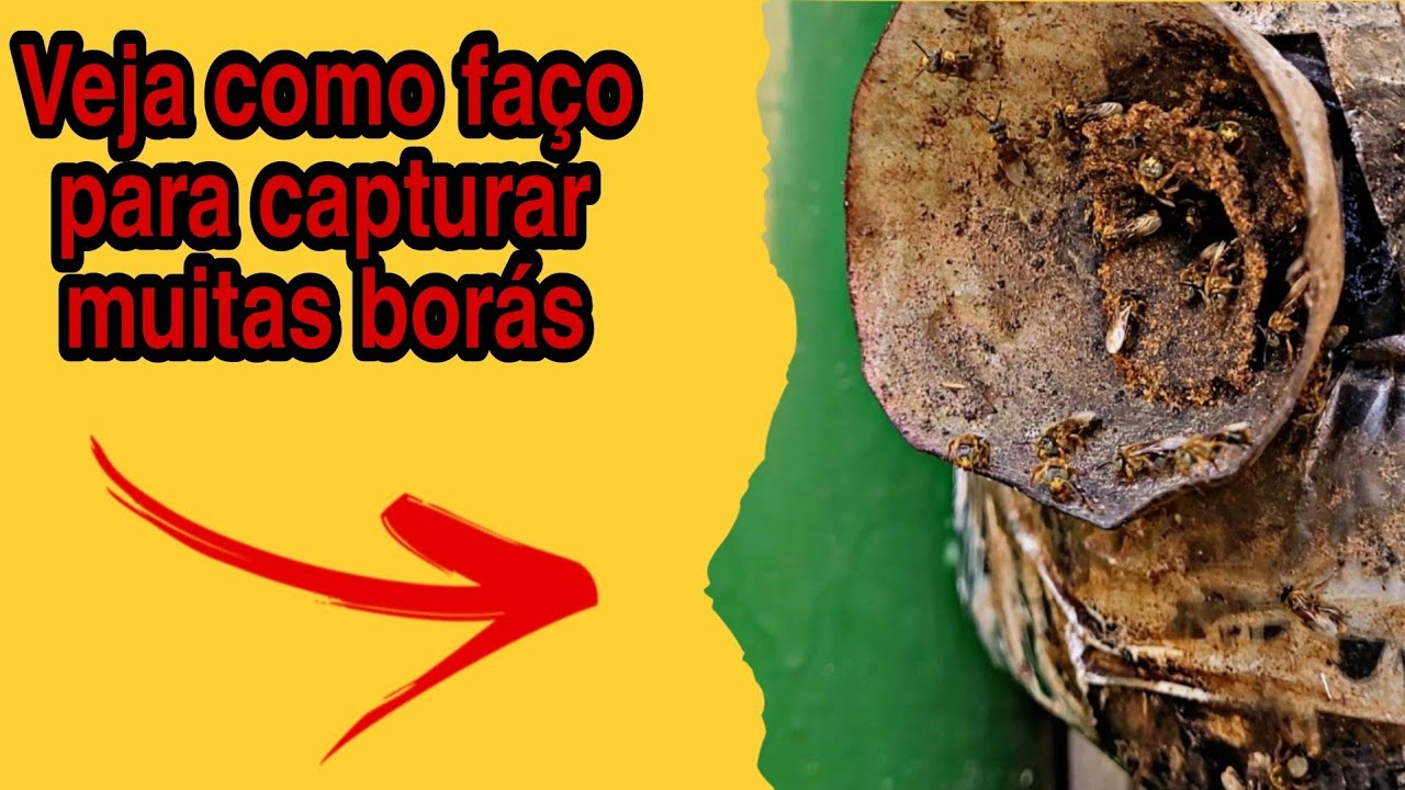 ISCA PARA ABELHA BORÁ-veja O PASSO A PASSO COMO FAZER.