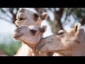 Drought Creates Market for Camel Milk in Eastern Africa | Earth Focus | Season 2 | Episode 4