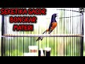 Masteran Murai Batu Gacor Full Isian Seketika Murai Anda Langsung Ngamuk Mp3 - Mp4 Download
