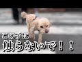 お散歩するなと言われた。【激怒症候群トイプードル】