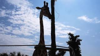 guardate la giraffa che mangia dall'albero xD
