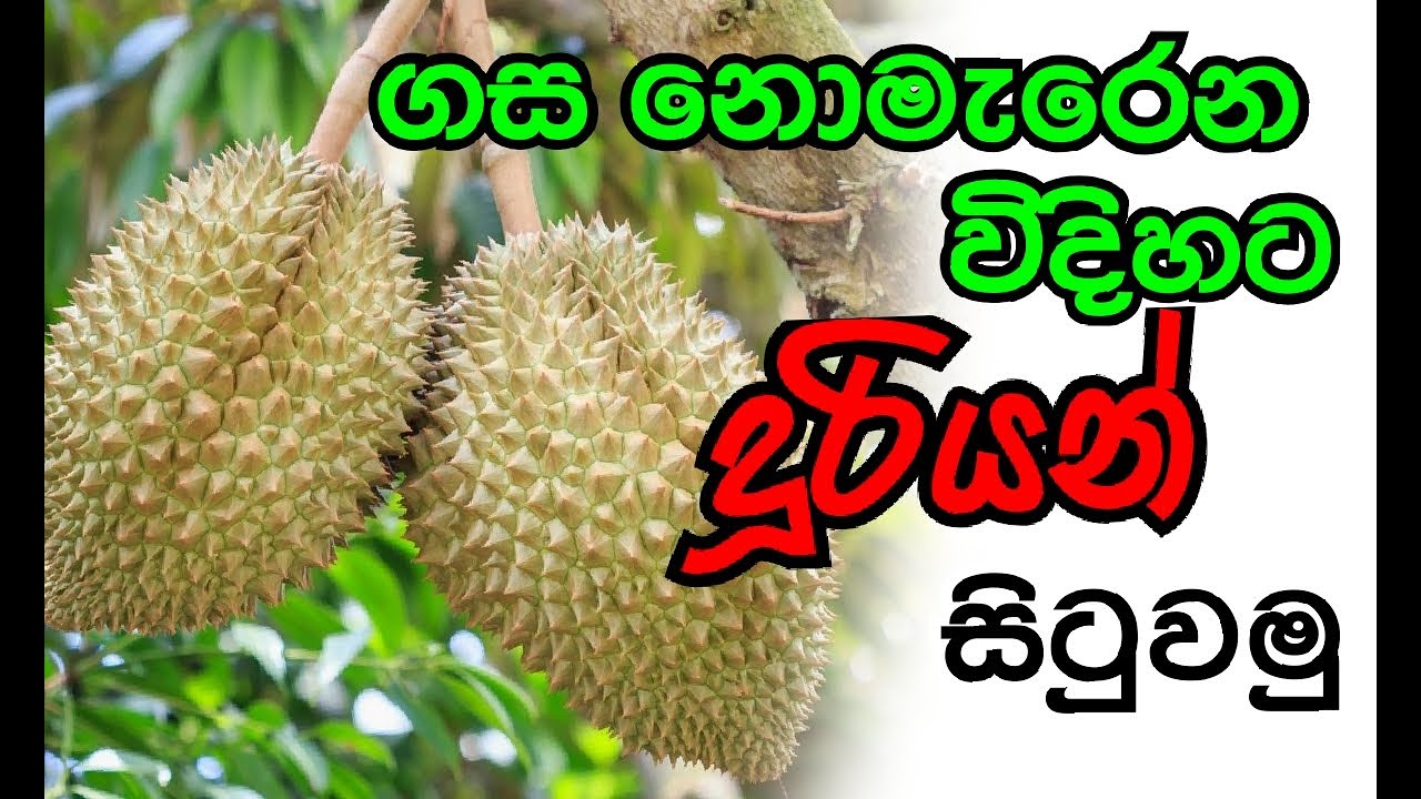 Duriyan දූරියන් නිවැරදිව සිටුවා ගන්නා ආකාරය - Ape Waththa අපේ වත්ත