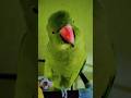 💗🧿🦜#trendingshorts #talkingparot #cutebird #parrotlovers #birds #nonstoptalkingparrot #cuteparrot