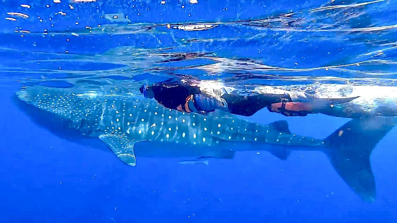 2024年8月18日📍ジンベエザメ・シュノーケリングツアー - YouTube
