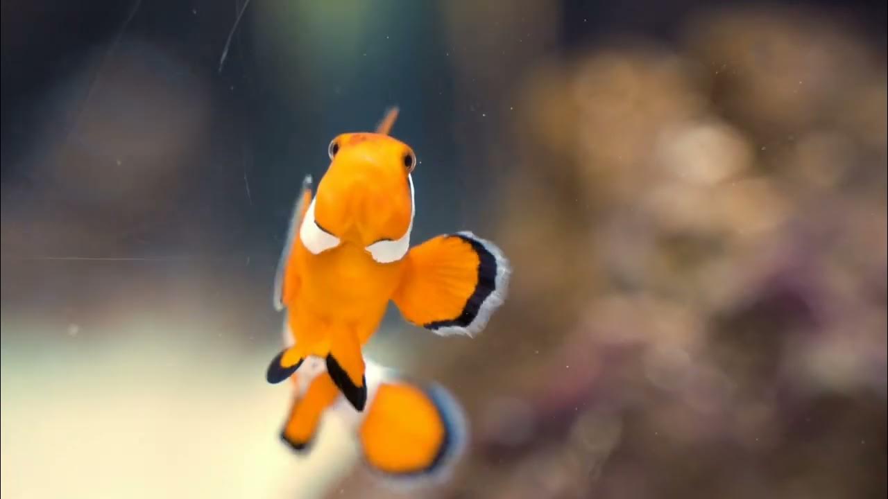 Clownfish sequential hermaphrodite biometaworld bioworld biology 