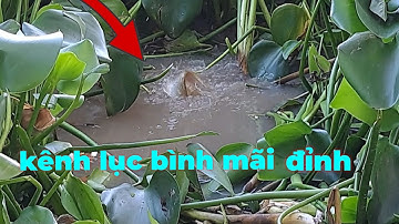 CÂU TRÚNG Ổ LÀ CÁ LÊN LIA LỊA #câu cá hóc môn