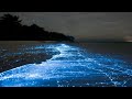 Bioluminescence Is Amazing