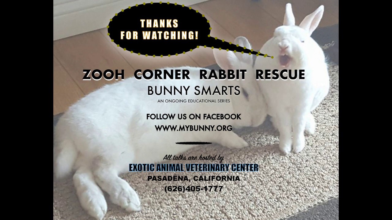 Rabbit Teeth Part 7: Prognosis & Prevention