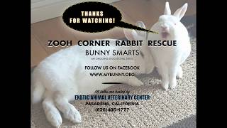 Rabbit Teeth Part 7: Prognosis & Prevention