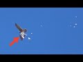 Сокол Сапсан разрывает голубя в небе. Peregrine Falcon tears a pigeon in the sky