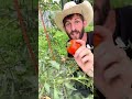 When To Harvest Your Tomatoes 🍅