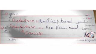 2- fatty acid synthesis