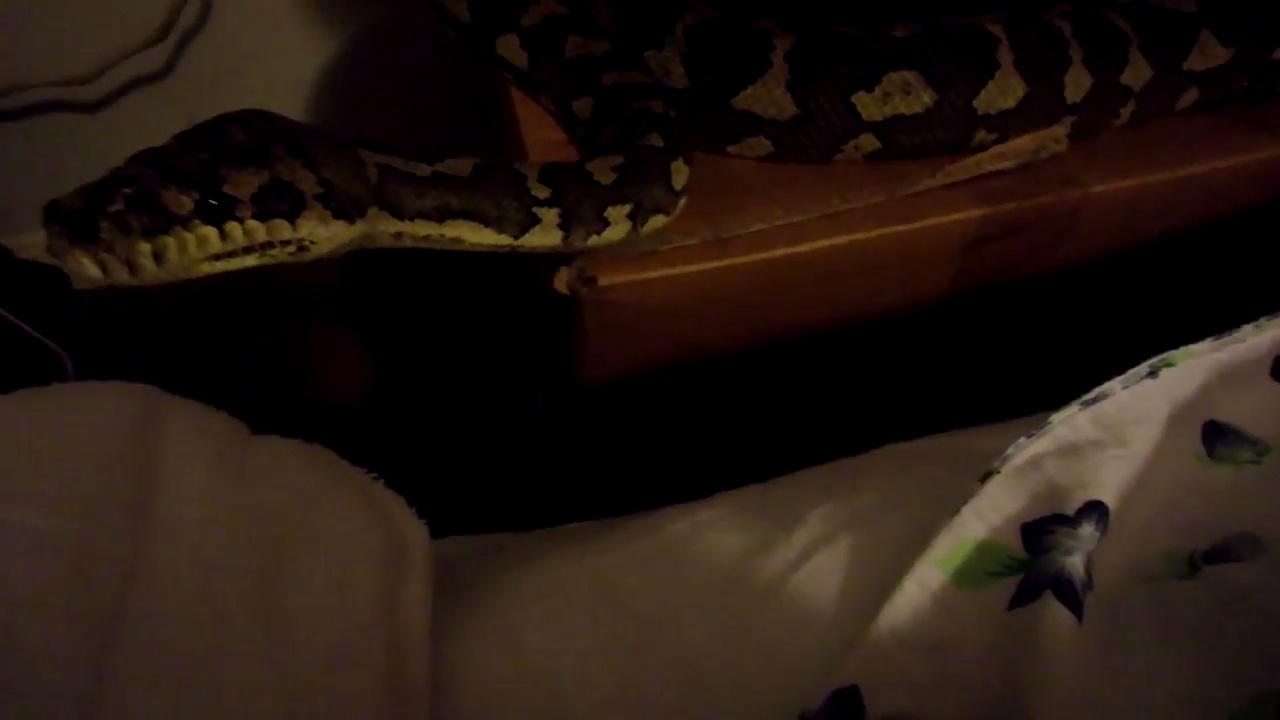 caring for rat snakes Snakes Do Get Bored & Show Excitement