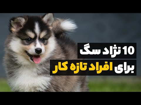 تصویری: چرا بیچون فریز اینقدر نیازمندند؟