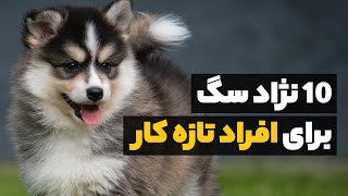 10 نژاد سگ مناسب برای افراد تازه کار | سگ های بدون دردسر