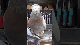 Halkalı Kuş Pazarı #shortvideo #güvercin #güvercin #pigeonhouse #reels #reels #vilogpigeon