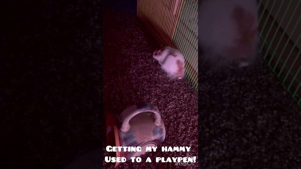 Getting my hamster used to a playpen! 🐹❤️
