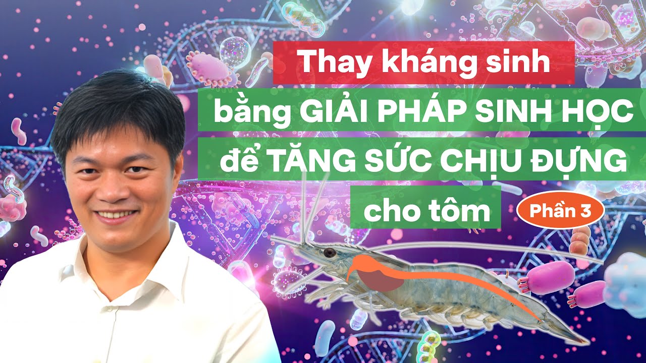 Tôm biếng động thời tiết phần 3