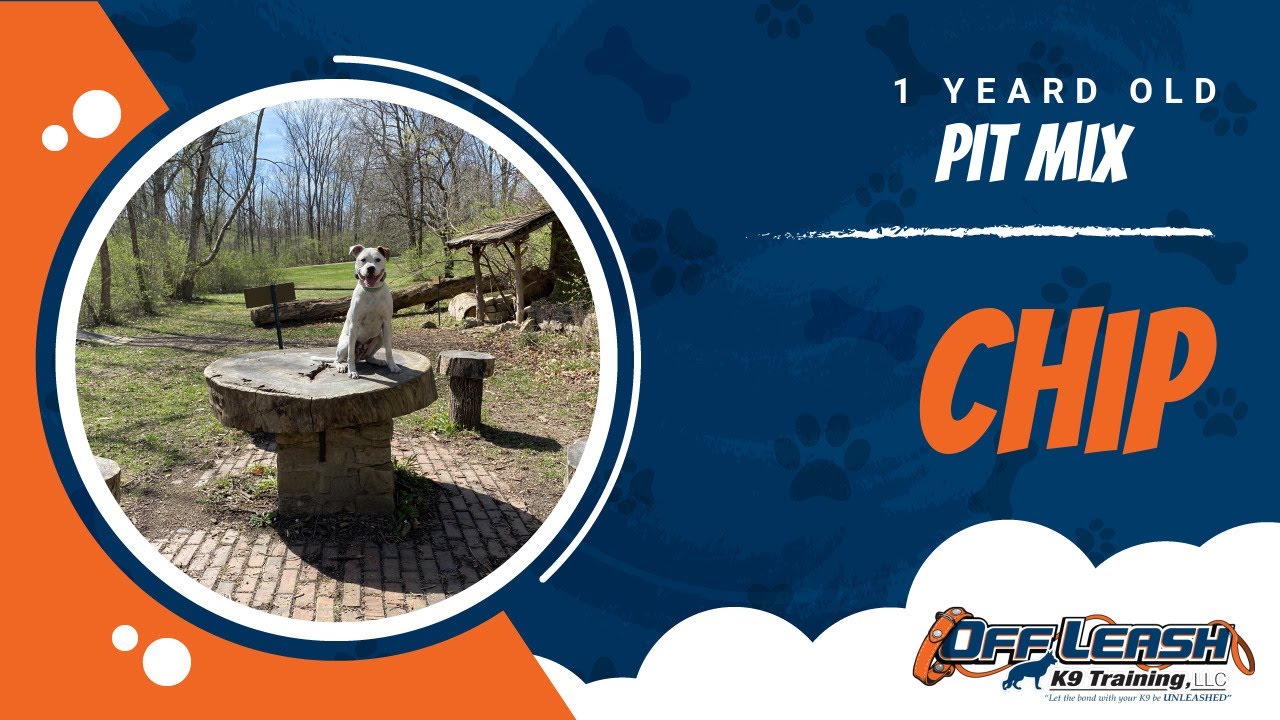 🆕 Fairborn, Ohio Dog Training 🆕 YouTube