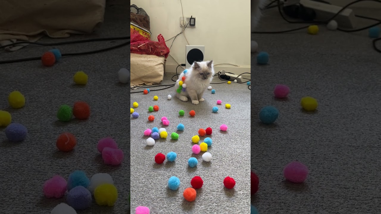 Adorable Kitten Plays With Pom Poms! 🥰