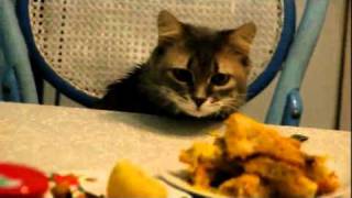 Мой кот ворует жаренную рыбу Мой кот ворует жаренную рыбу