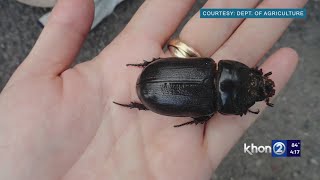 The Infestation Continues Big Island Becomes Latest Victim To Coconut Rhinoceros Beetles