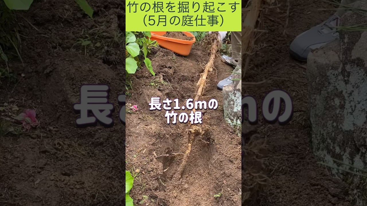 とんでもなく長い竹の根が出て来ました - YouTube