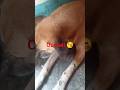 #youtube #petlover #likeandsubscribe #doggieshorts #comment #dailyshorts #viralshortvideo