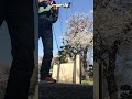桜とウクレレ Outdoor Ukulele