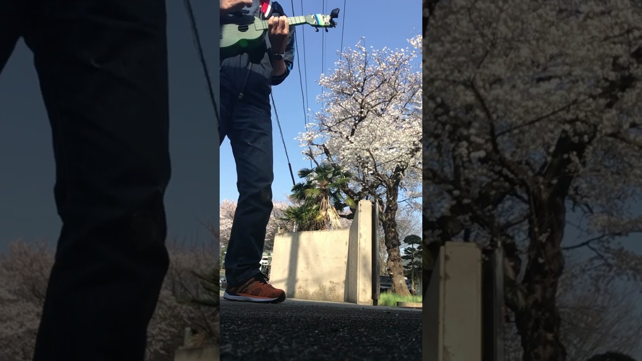 桜とウクレレ Outdoor Ukulele