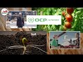 المكتب الشريف للفسفاط يطلق OCP PNutricrops لحماية التربة والرفع من المردودية الفلاحية بطريقة مستدامة