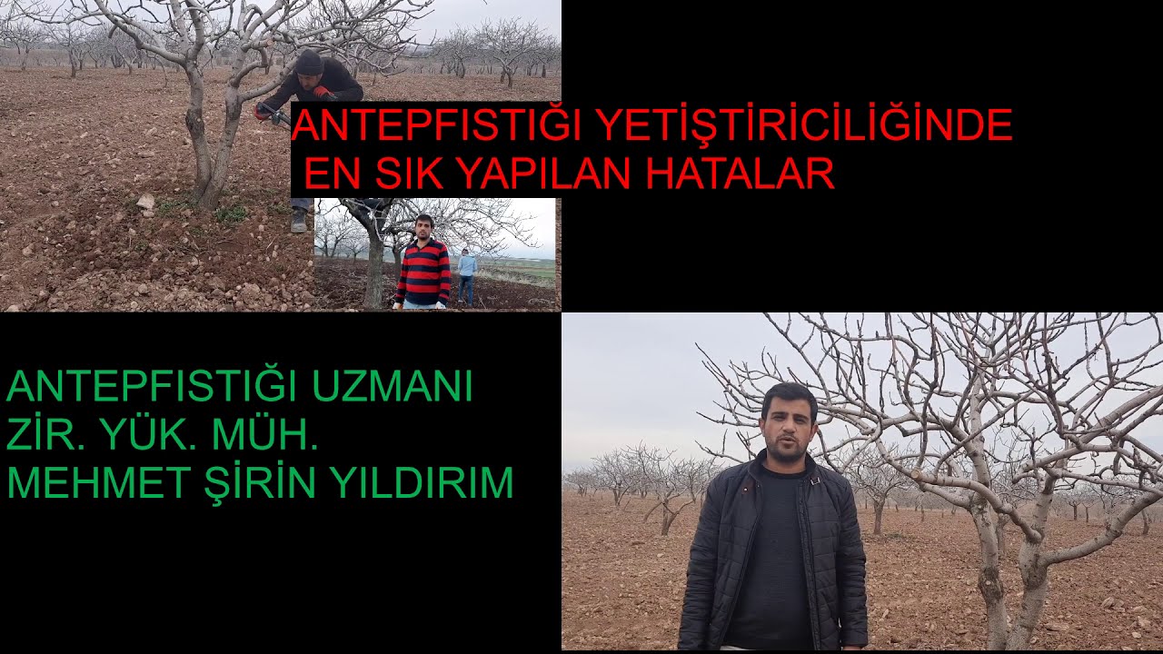 Antepfıstığı yetiştiriciliğinde en sık yapılan hatalar #pistachio