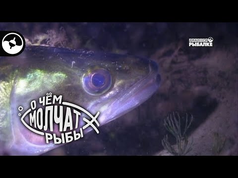 Судак под водой | О чем молчат рыбы