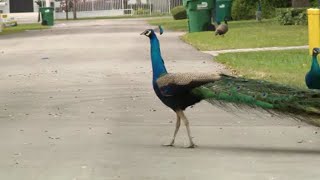 Pinecrest turns to potential solution for its peacock problem