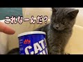 子猫に初めて粉ミルクをあげたらこうなりました！【生後5ヶ月】