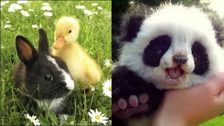 Cute baby animals Videos Compilation cute moment of the animals - Cutest Animals On Earth #4 by Animal Universe 178 views 3 years ago 10 minutes, 32 seconds